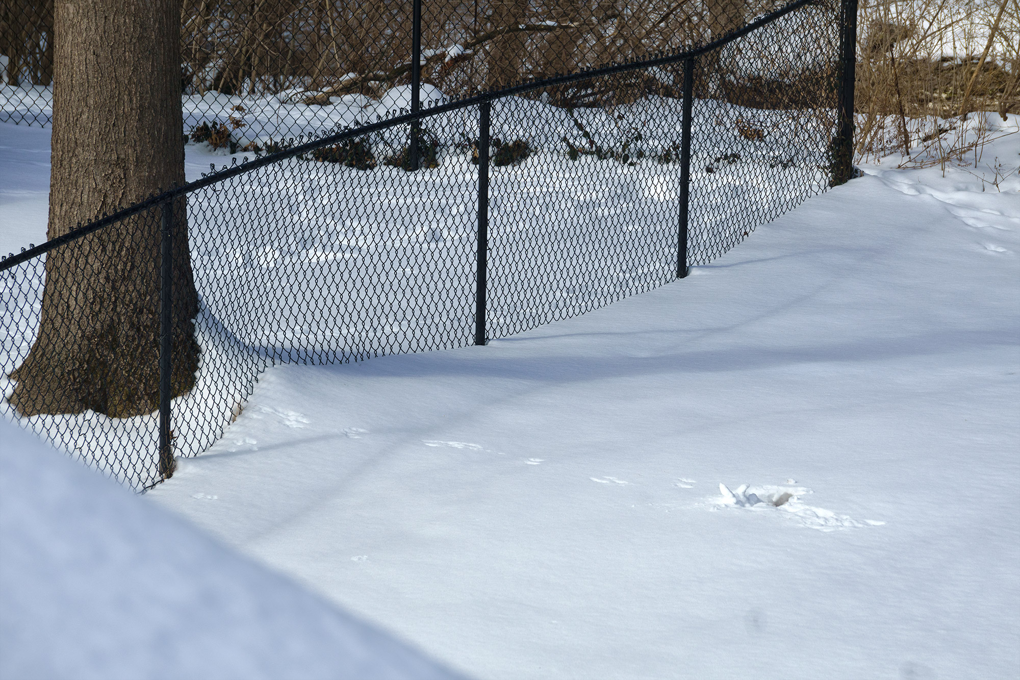 A tree next to a fence in a snow-covered yard. There is a small crater of snow with one set of animal tracks between it and the tree.