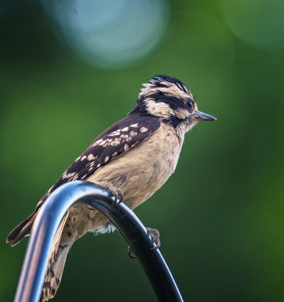 A downy woodpecker perched.