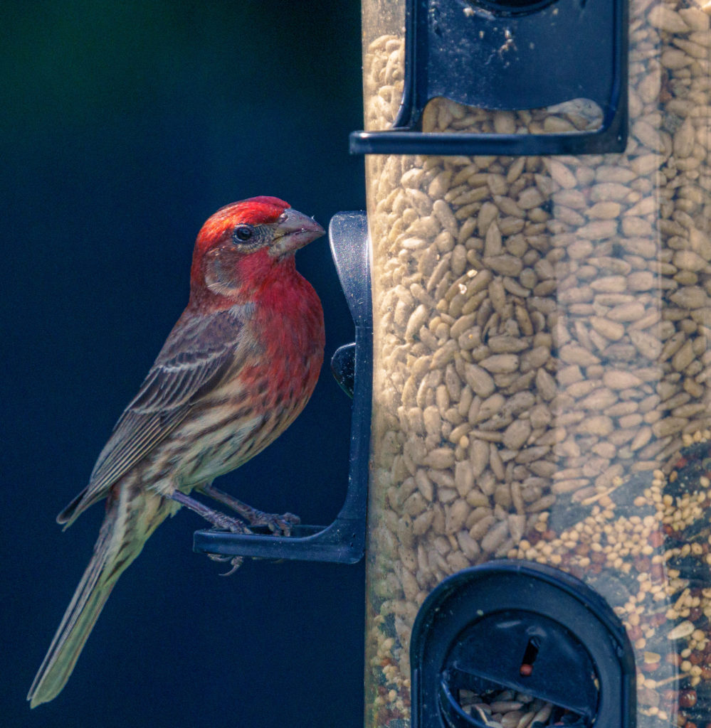 A house finch sitting at a bird feeder.