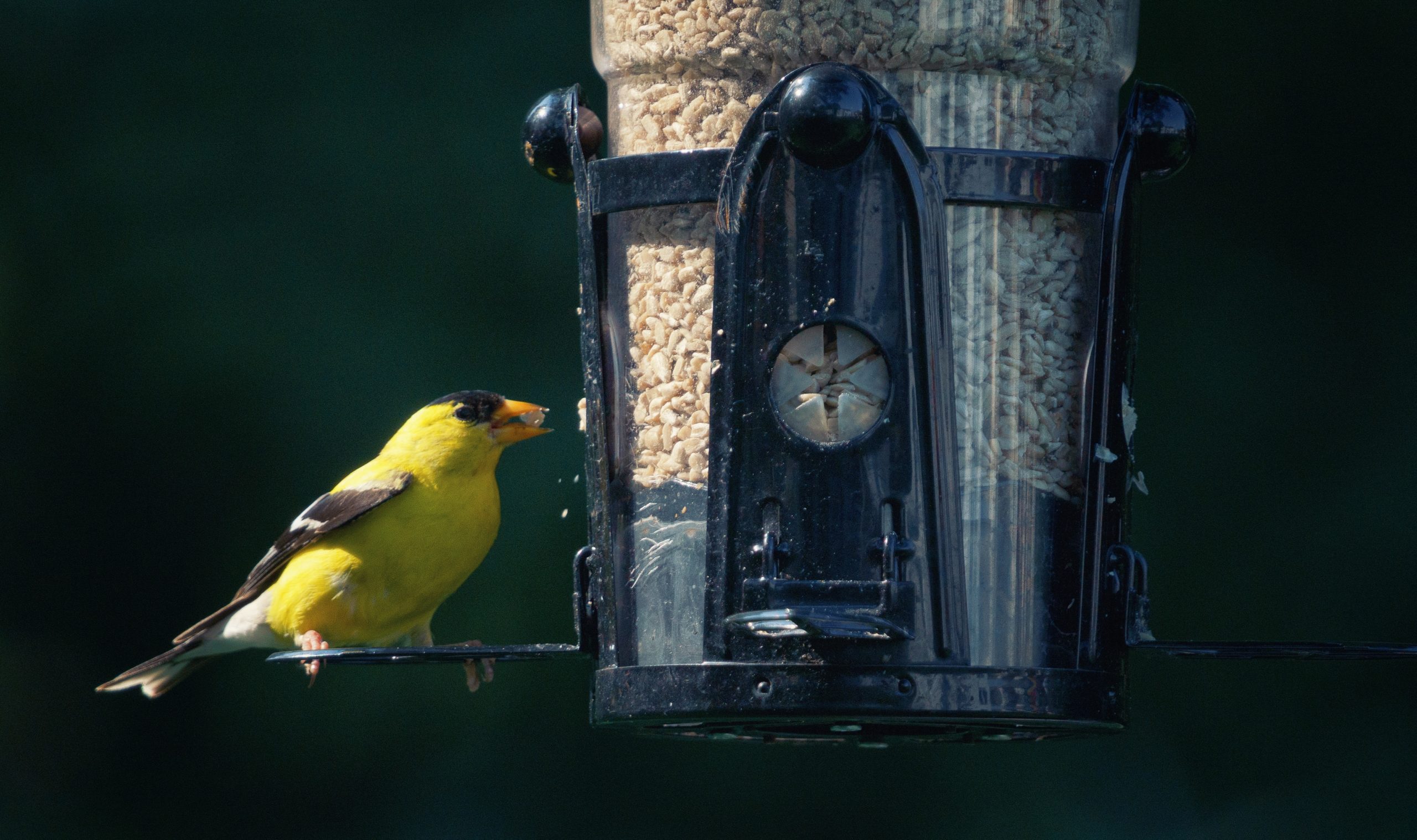 Goldfinch on a feeder