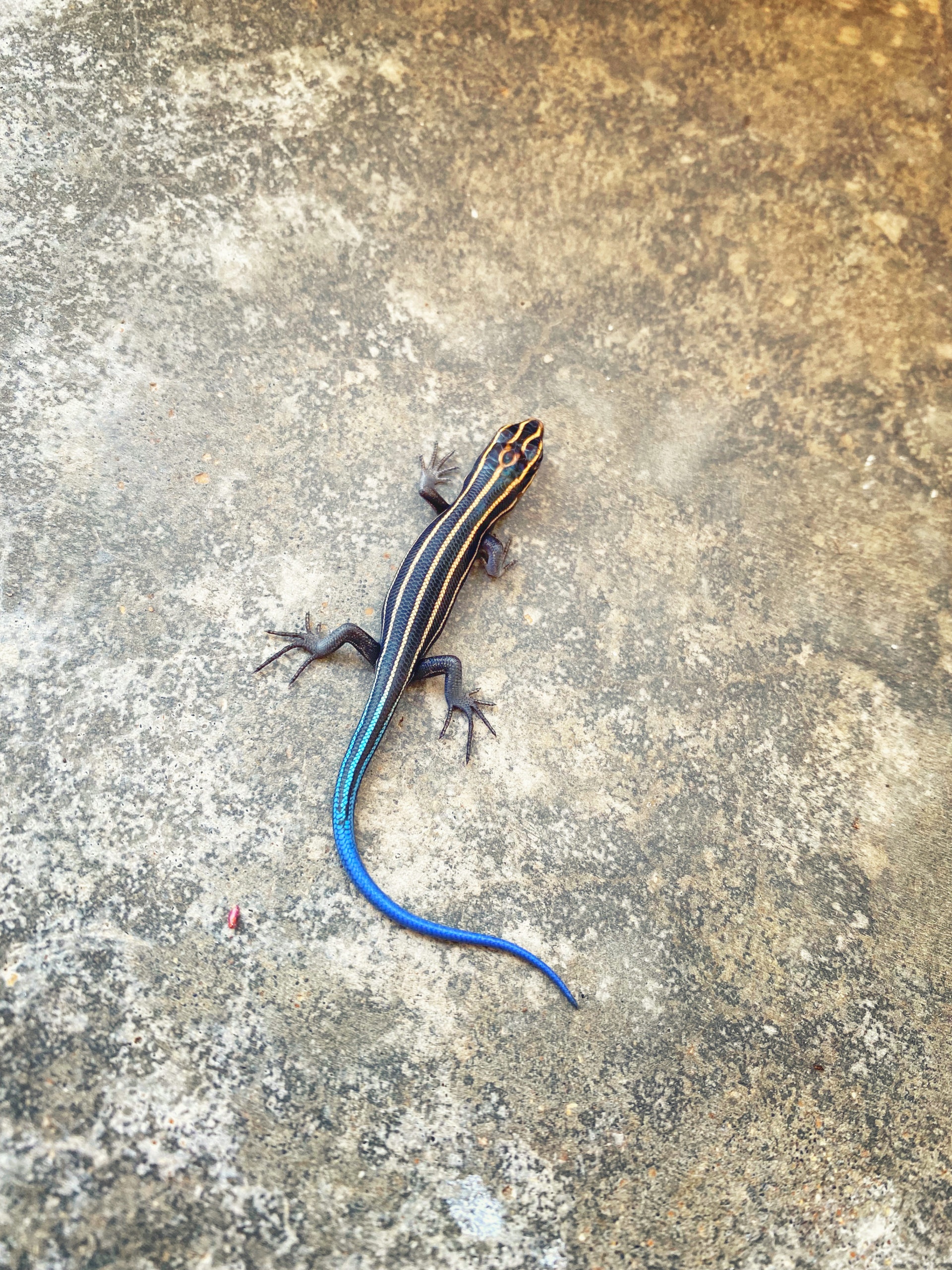 A top-down photo of a lizard on concrete. It has a black body with yellow stripes running the length, transitioning into a bright blue tail.