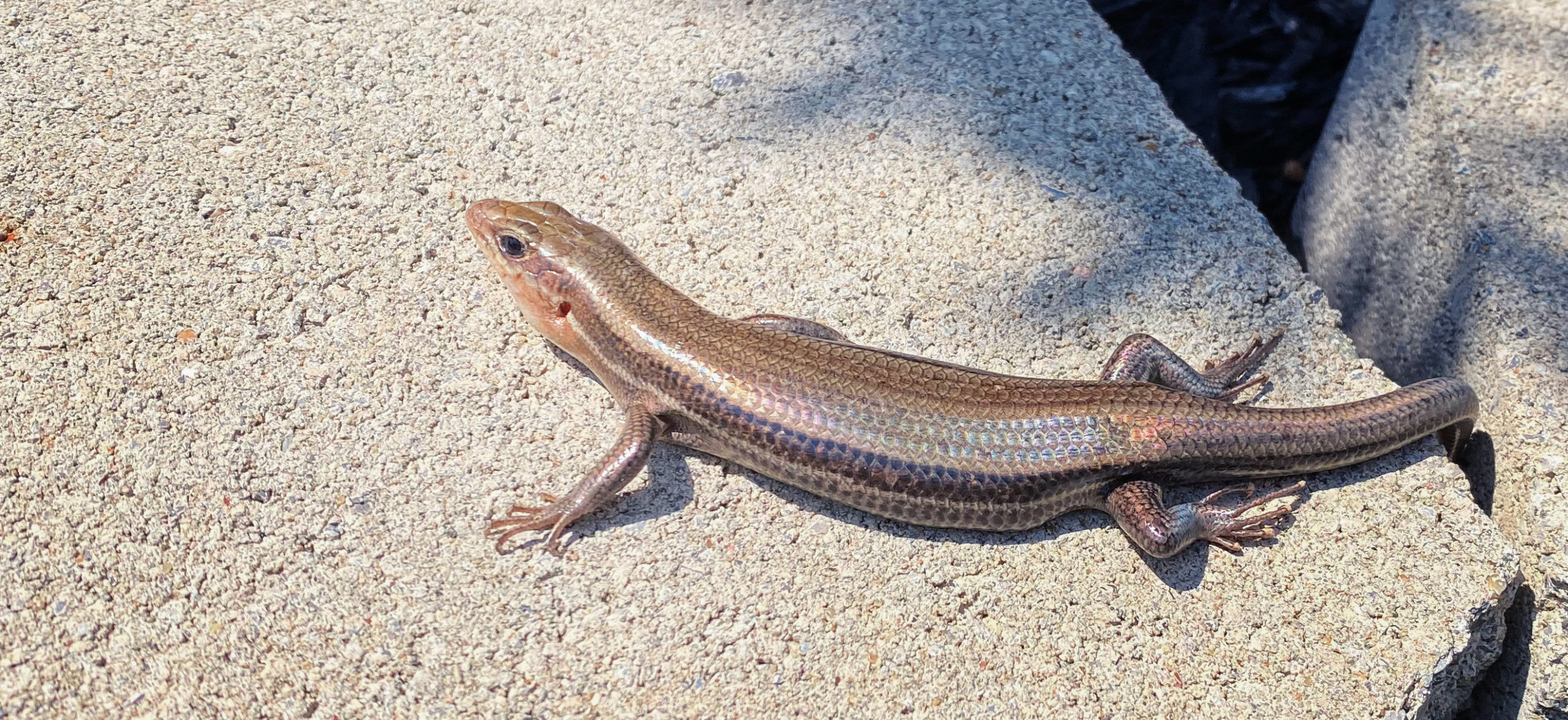 A side-on view of a larger brown lizard with a rainbow sheen sunning itself on a concrete block.