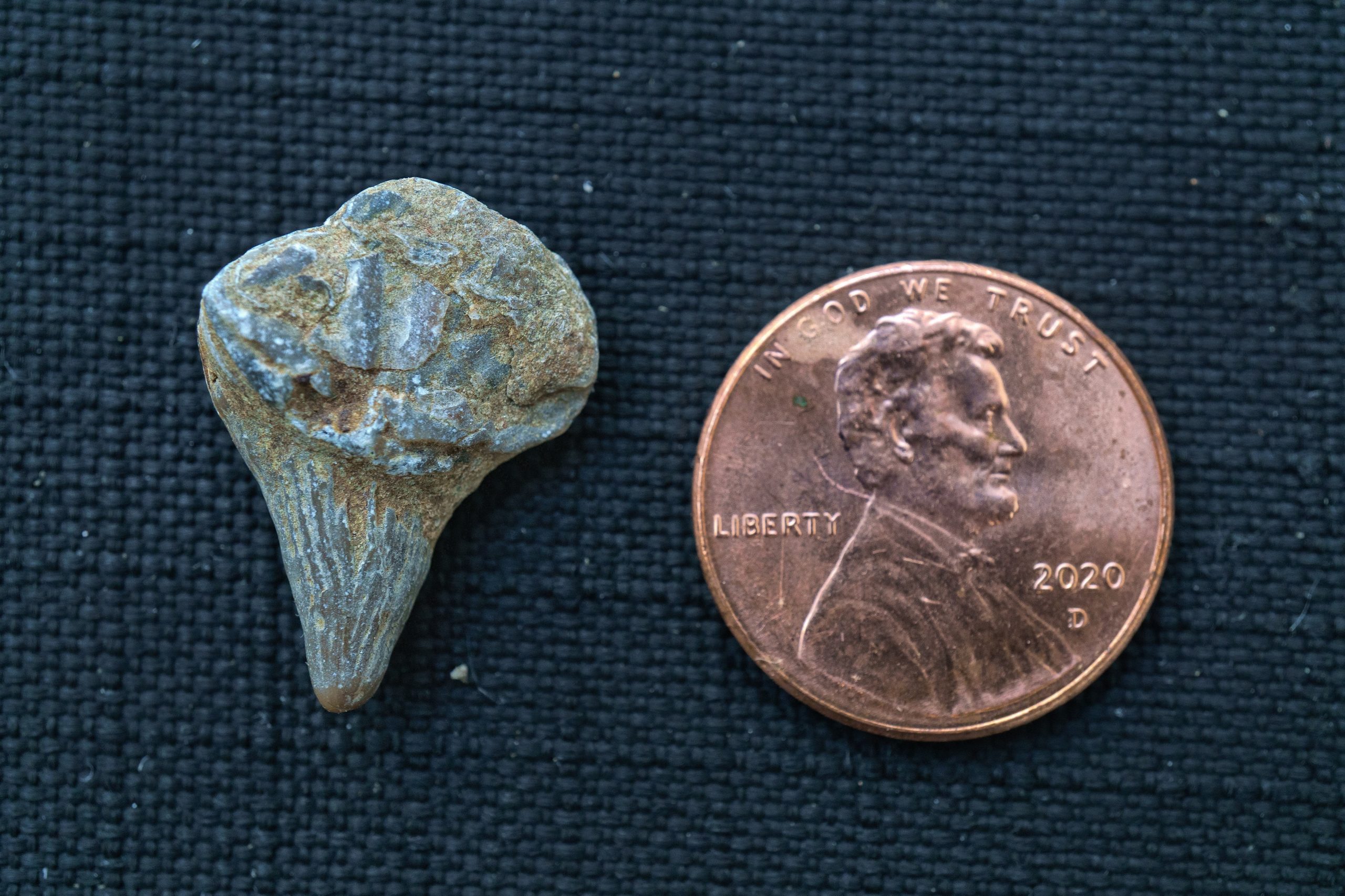 A tooth-shaped rock next to a penny for scale. The rock is about the size of the penny. The opposite side of the previous rock.