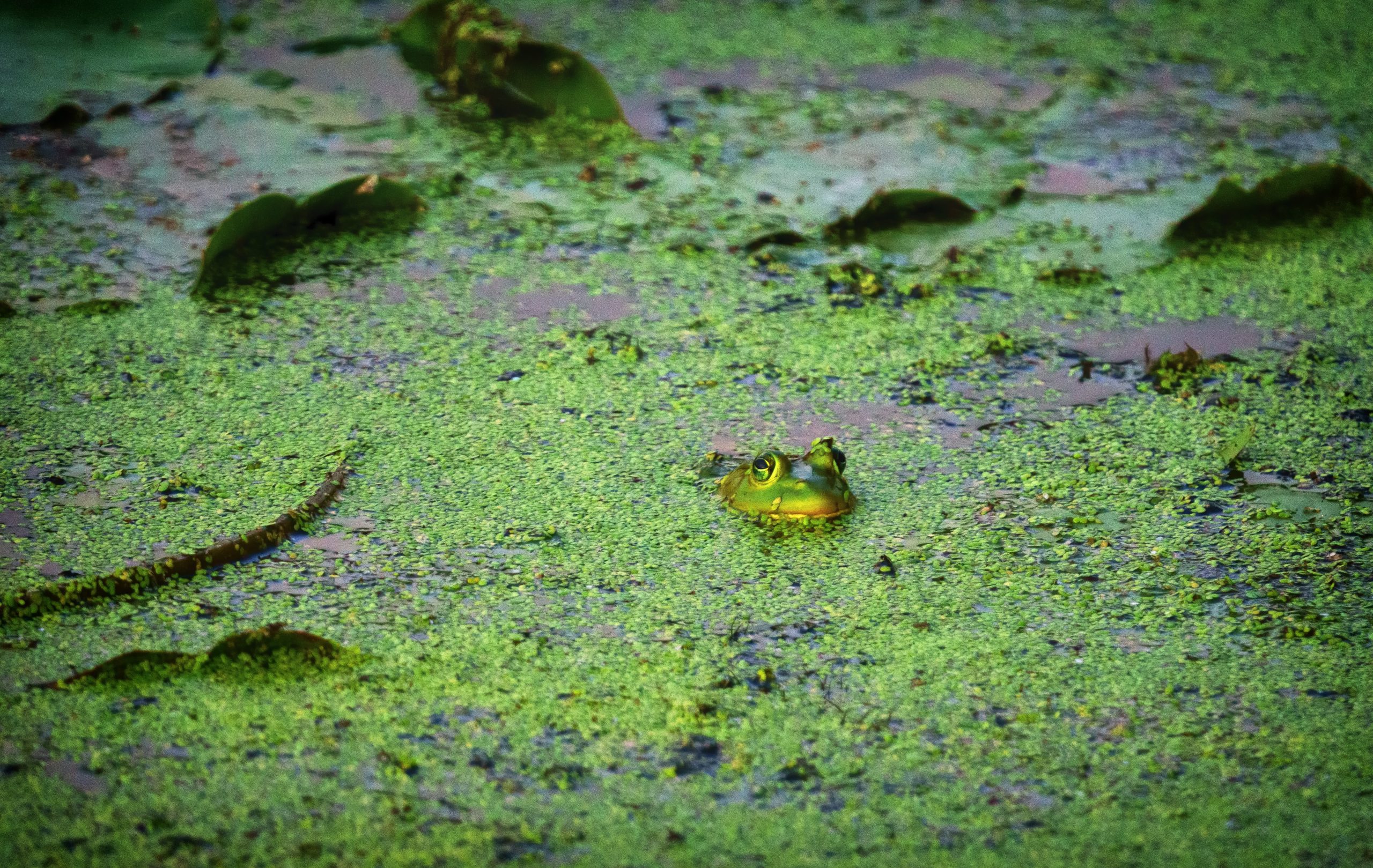 A frog pokes its head out of a mossy wetland.