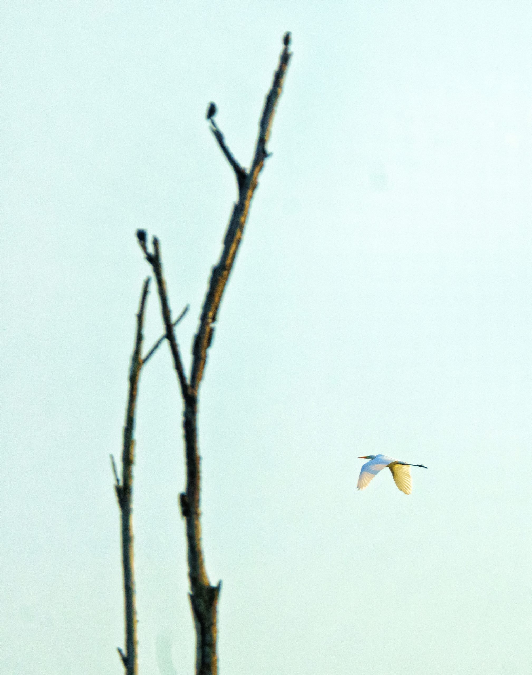 A large white bird flies right to left. An out-of-focus tree is to the left of the frame.
