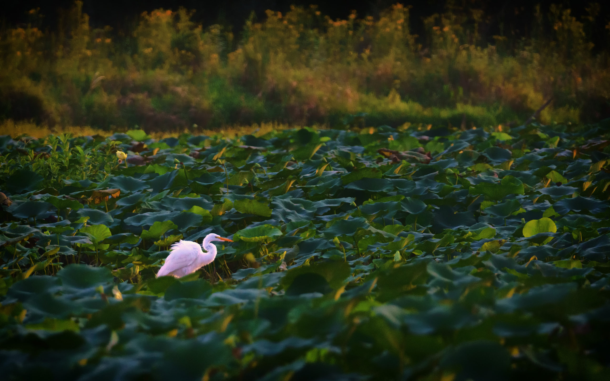 A white bird stands in a wetland.