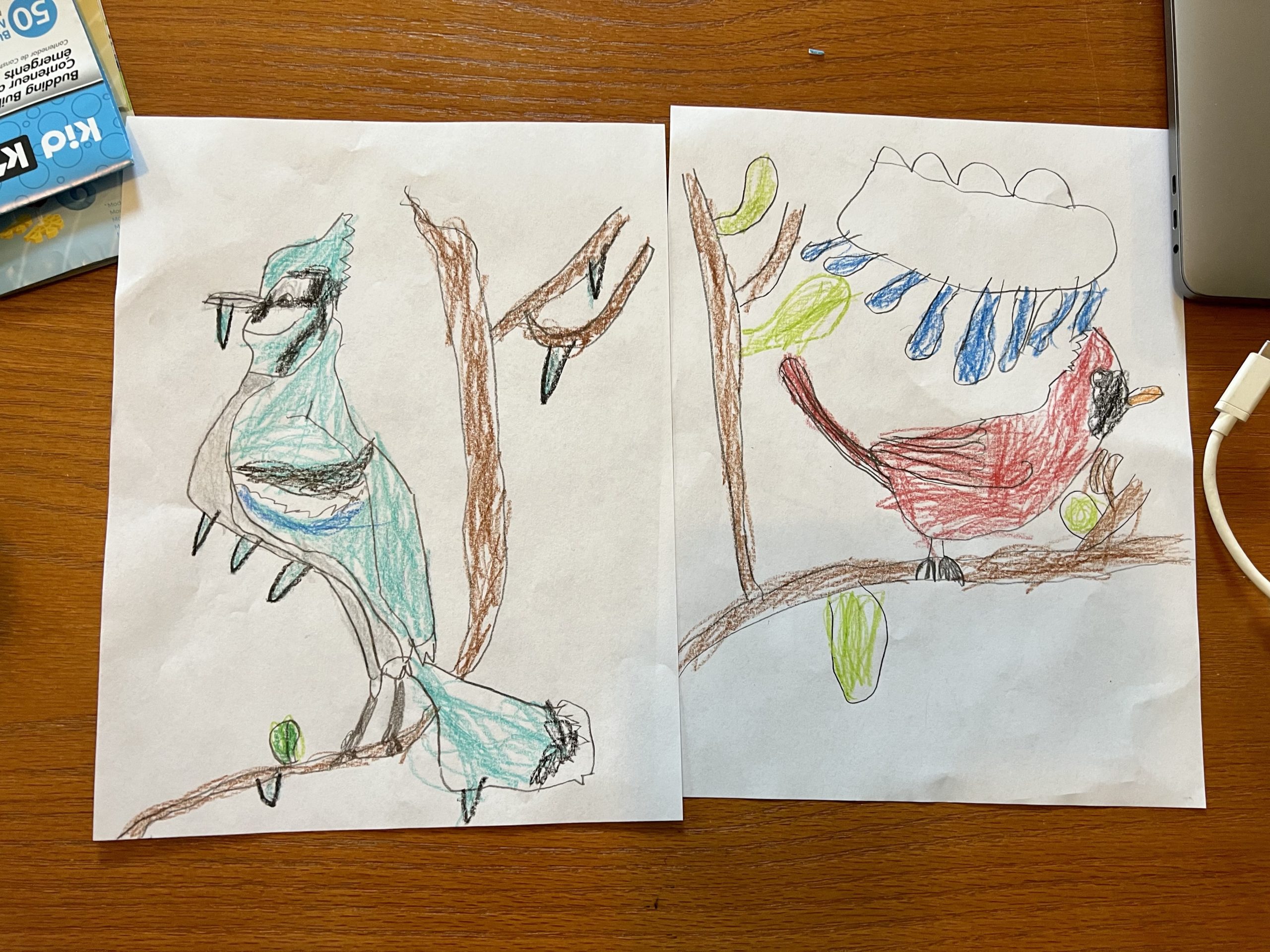 Drawings of a blue jay and a cardinal.