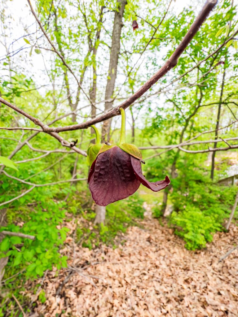 A small maroon flower hangs from a branch.