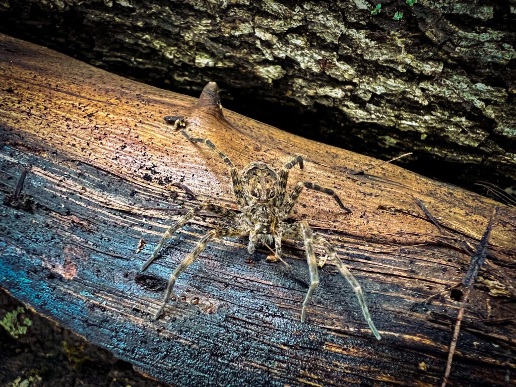 A brown and tan striped spider on a piece of wood.