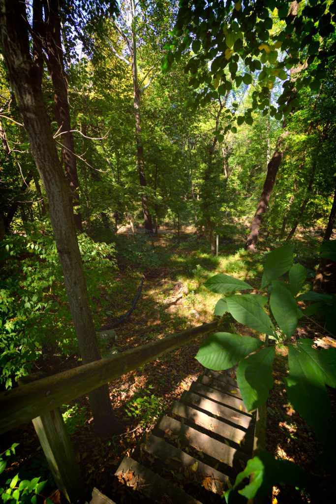 Wooden steps lead down to a clearing in some woods. There are trees all around. Large, wide, green paw-paw leaves are at the right of the image hanging over the steps.