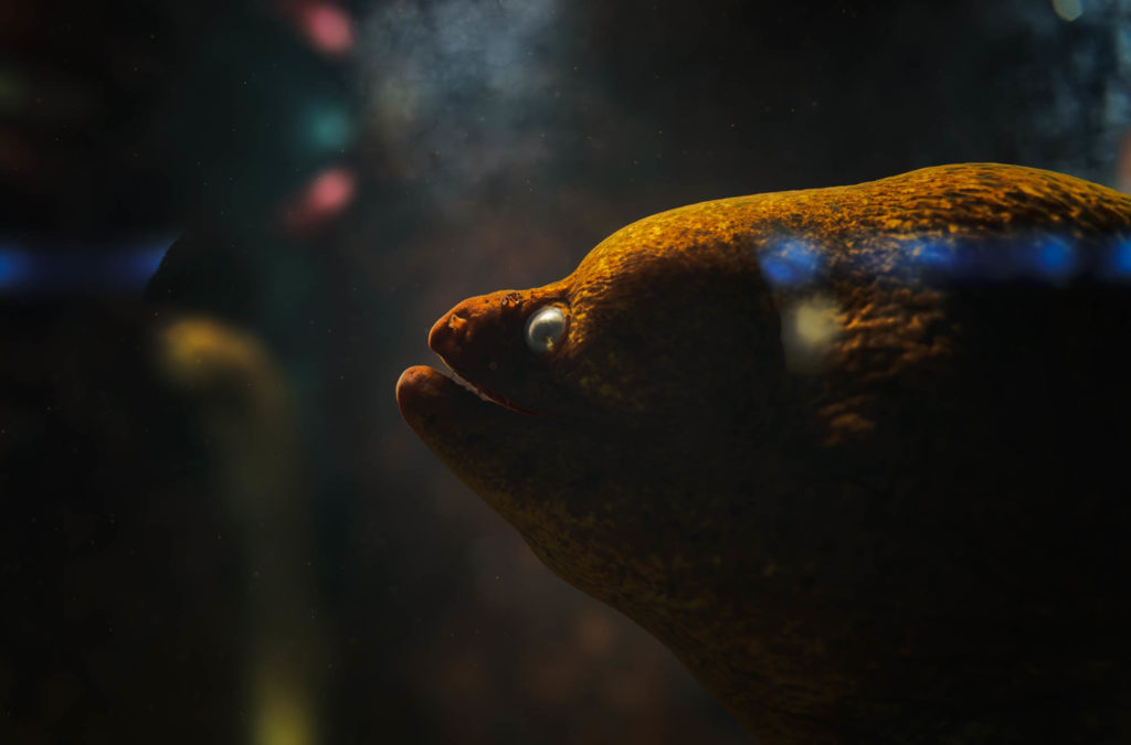 An orange eel's head is backlit, facing left. Its eye is cloudy.