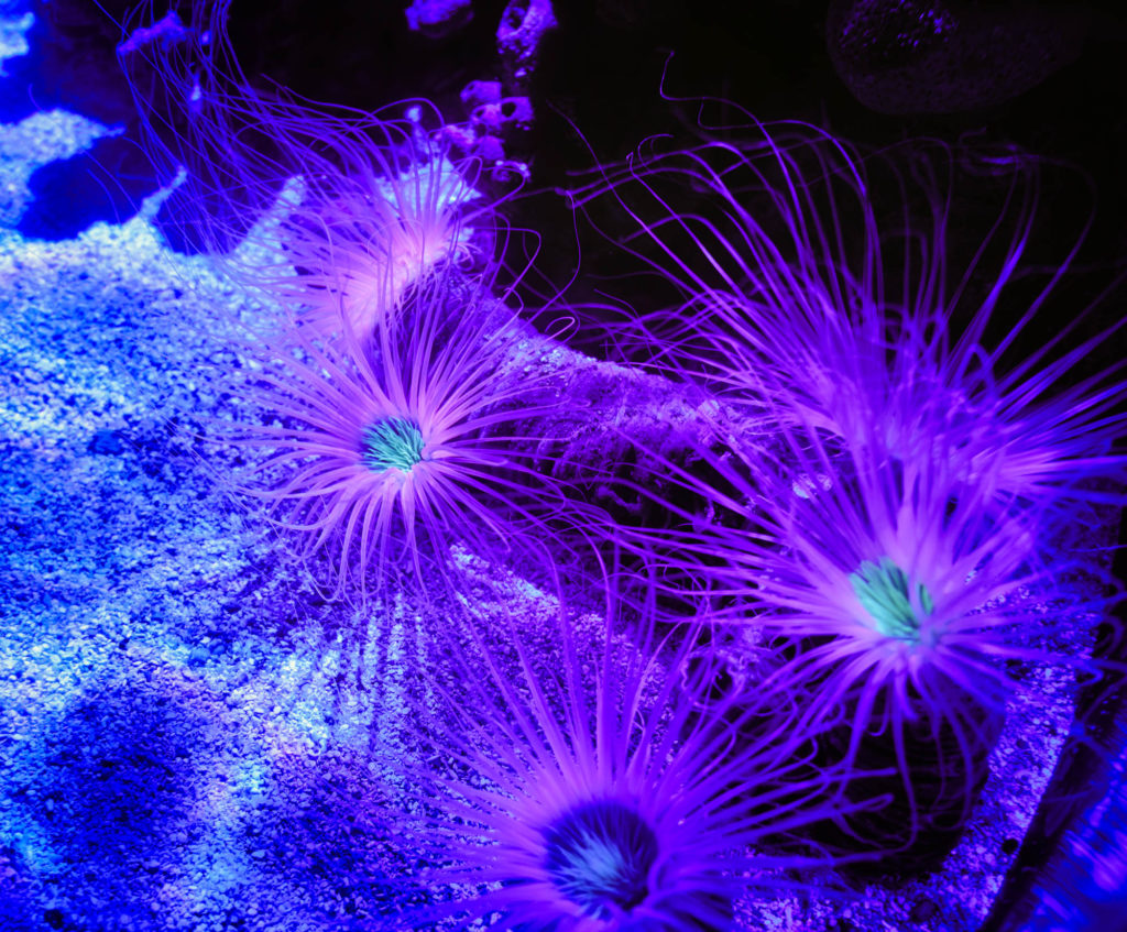Several purple sea anemones with bright teal centers are attached to the bottom of a tank.