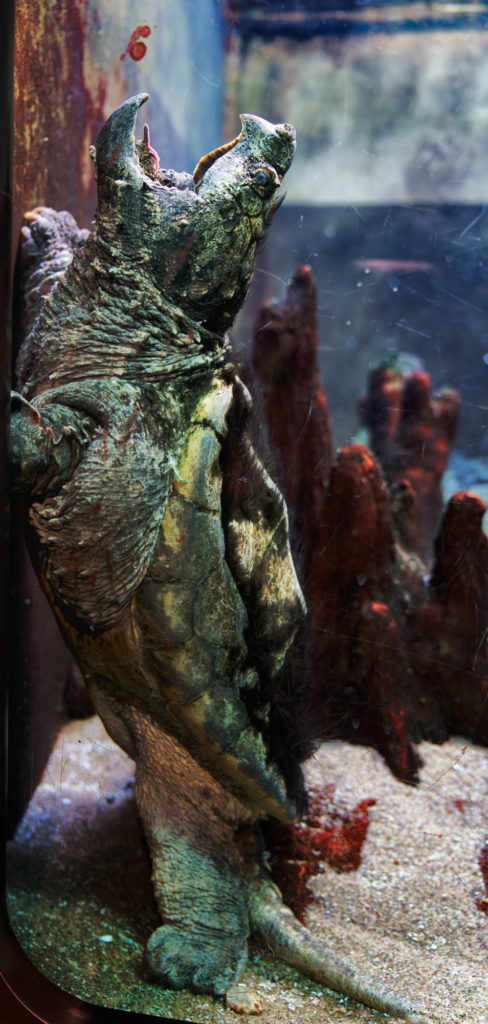 A large snapping turtle stands upright against the edge of its tank, its mouth is wide open and upturned.